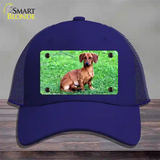 Dachshund Dog Novelty License Plate Hat Mesh / Royal Blue