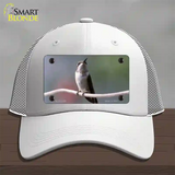 Hummingbird Perched On Branch Novelty License Plate Hat Mesh / White