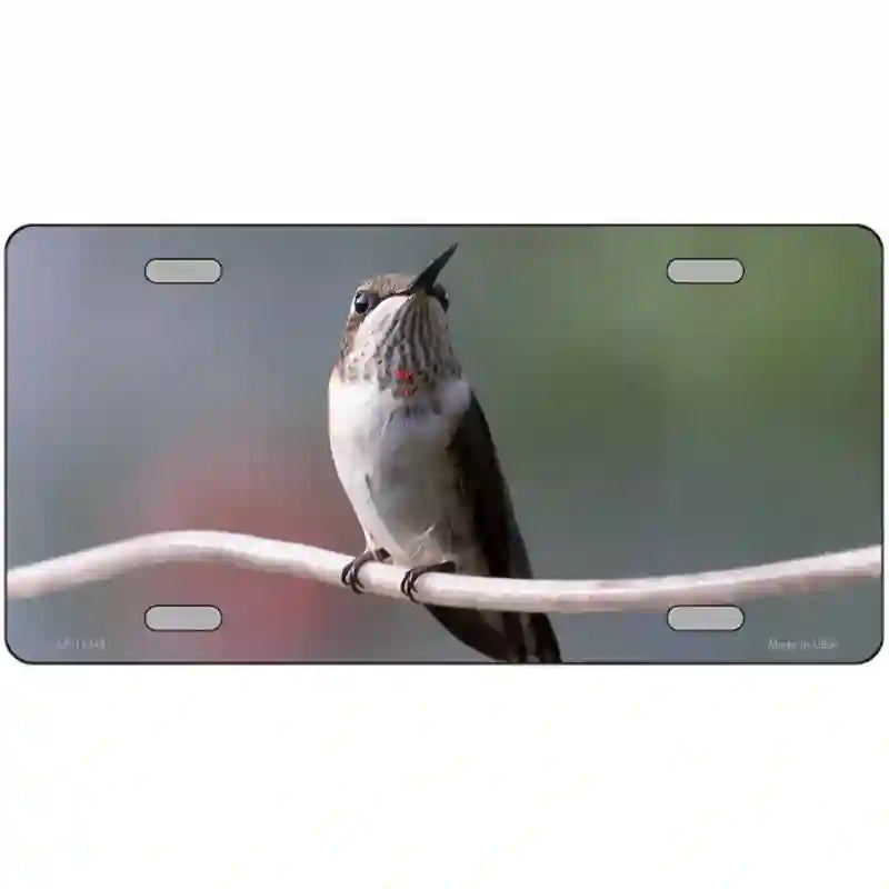 Hummingbird Perched On Branch Novelty Metal License Plate 24" x 12" (LLP)