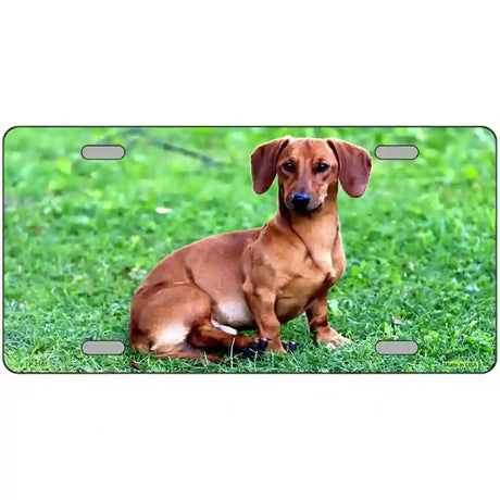 Dachshund Dog Metal Novelty License Plate 24" x 12" (LLP)