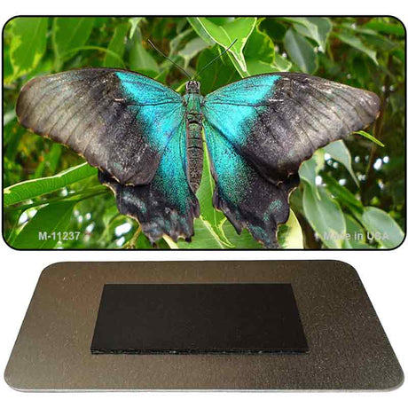 Butterfly Blue and Black Novelty Magnet M-11237