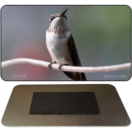 Hummingbird Perched On Branch Novelty Magnet M-11246