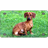 Dachshund Dog Metal Novelty License Plate 4" x 2.2" (MLP)