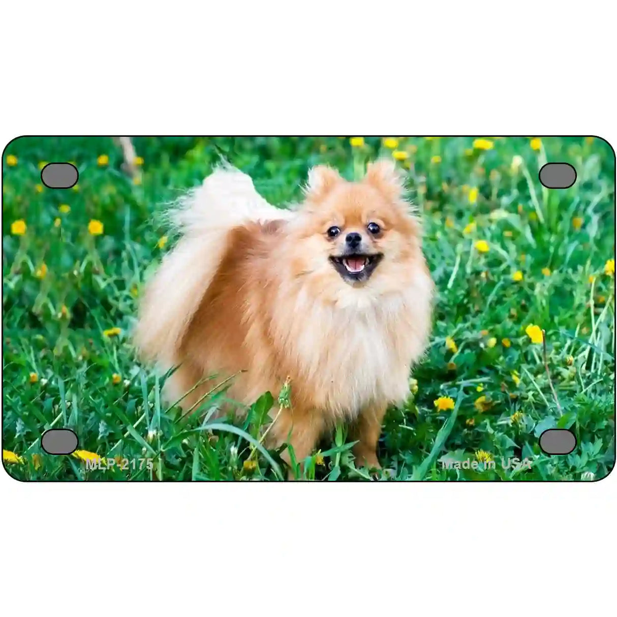 Pomeranian Dog Metal Novelty License Plate 4" x 2.2" (MLP)