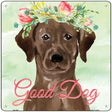 Brown Lab Good Dog Novelty Square Sign 12" (SQ)